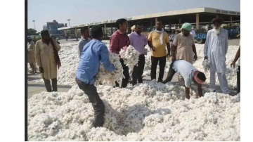 agriculture punjabi news